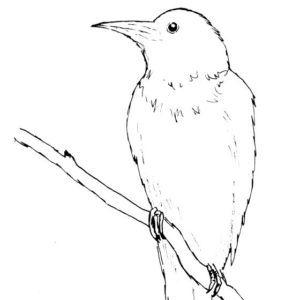 Raven Sketch