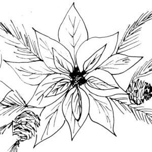 Vintage Poinsettia Sketch