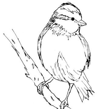 Birds Sketch Bundle 1