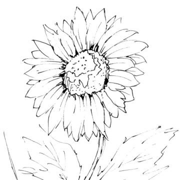Flowers Sketch Bundle 1