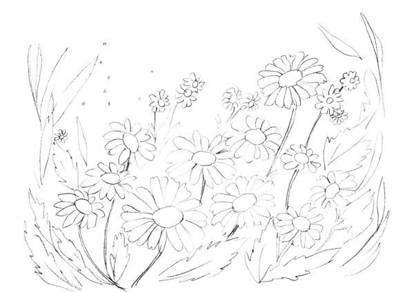 White Daisies Sketch