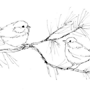 Chickadees on Pine Sketch