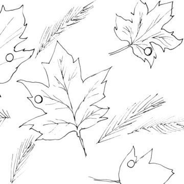 Fall Maple Leaves Sketch