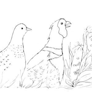 Fall Pheasants and Corn Sketch