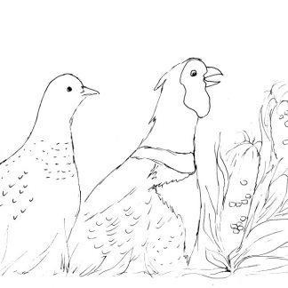 Fall Pheasants and Corn Sketch