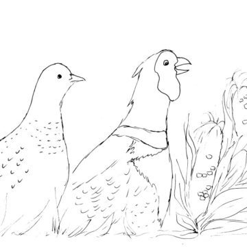 Fall Pheasants and Corn Sketch