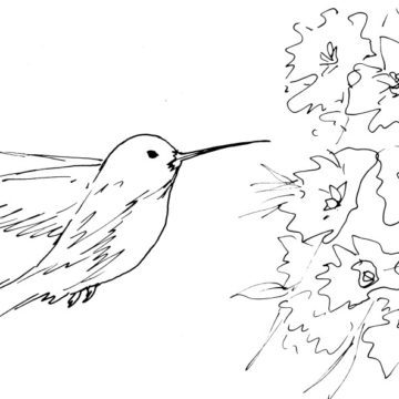 Loose Hummingbird and Hibiscus Sketch