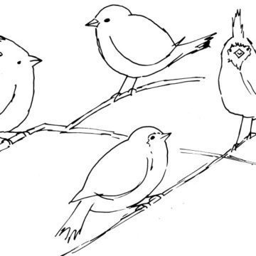 Robins and Cardinals Sketch