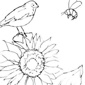 Sunflower and Greenfinch Sketch