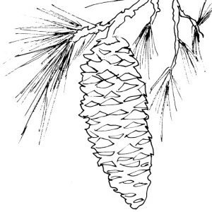 White Pine Cone Sketch