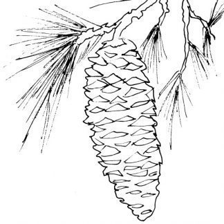White Pine Cone Sketch