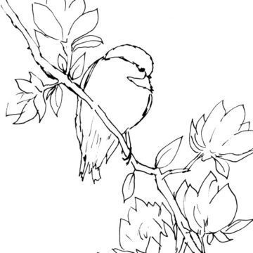Chickadee and Magnolia Sketch