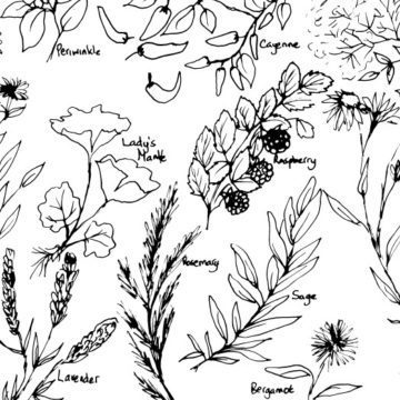 Flowering Herbs Sketch