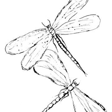Two Dragonflies Sketch