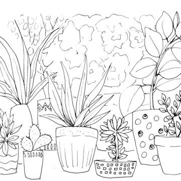 House Plants Sketch