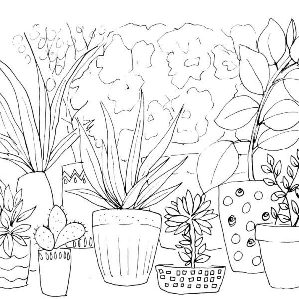 House Plants Sketch