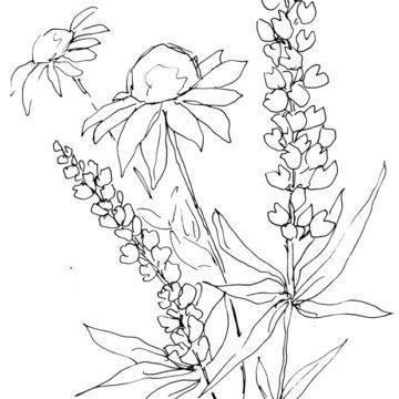Lupins and Coneflowers Sketch