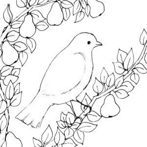 Partridge in a Pear Tree Sketch