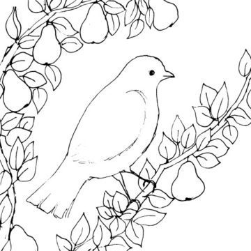 Partridge in a Pear Tree Sketch