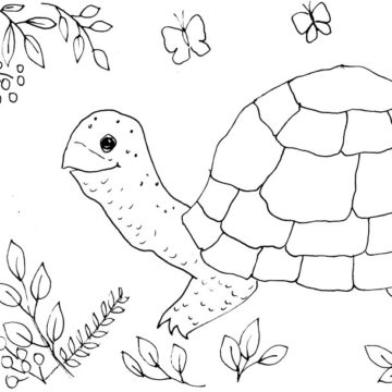 Whimsical Turtle Sketch