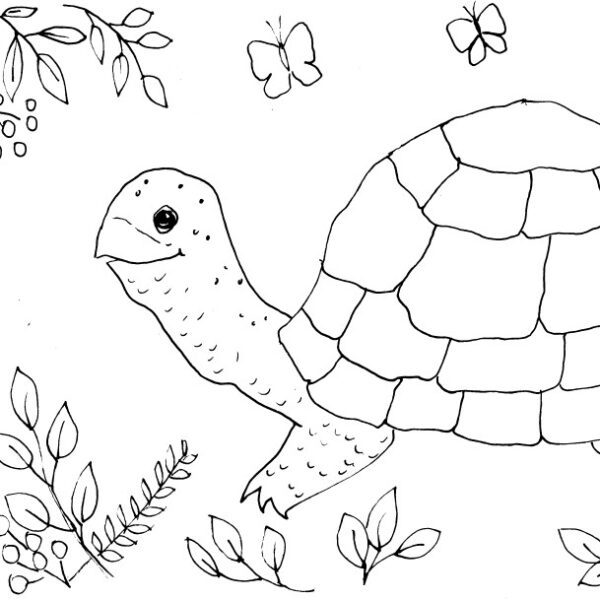 Whimsical Turtle Sketch