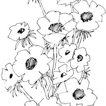 Anemones Sketch