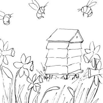 Daffodils and Bumblebees Sketch