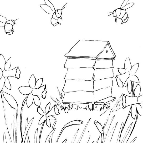 Daffodils and Bumblebees Sketch