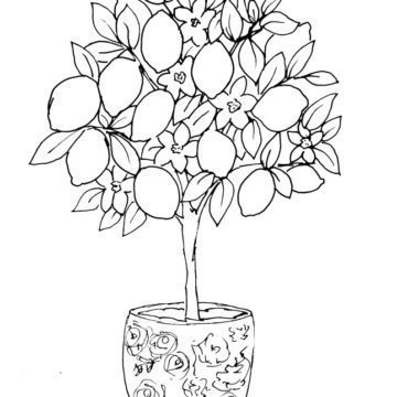 Potted Lemon Tree Sketch