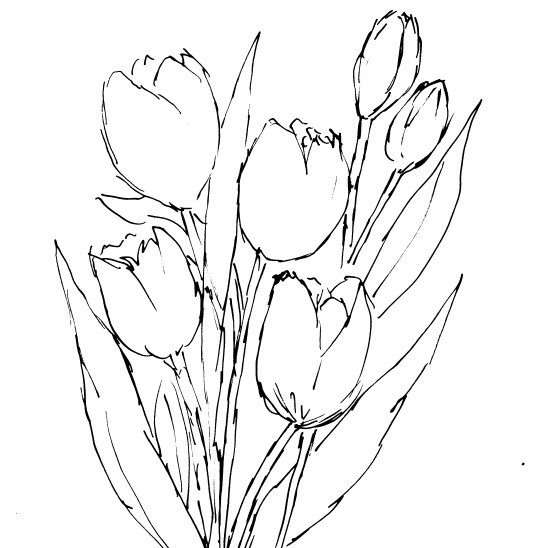 Tulips Sketch | Diane Antone Studio