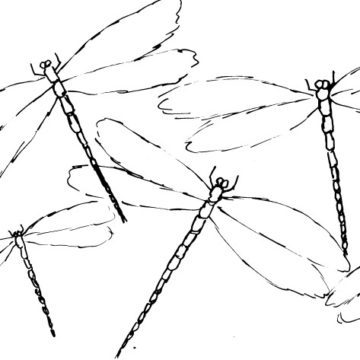 Five Dragonflies Sketch