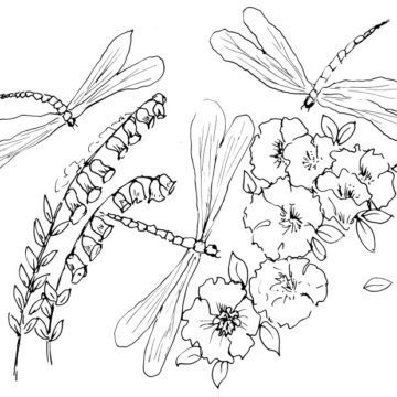 Dragonflies and Flowers Sketch