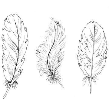 Three Feathers Sketch