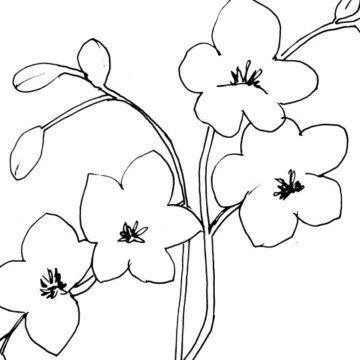 Orchid Sketch
