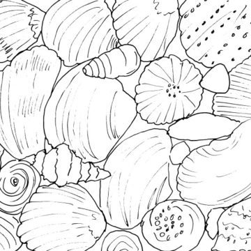Sea Shells Sketch II