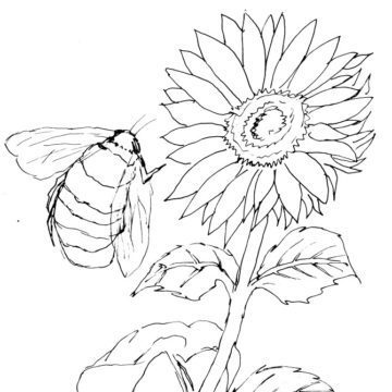 Sunflower and Bee Sketch