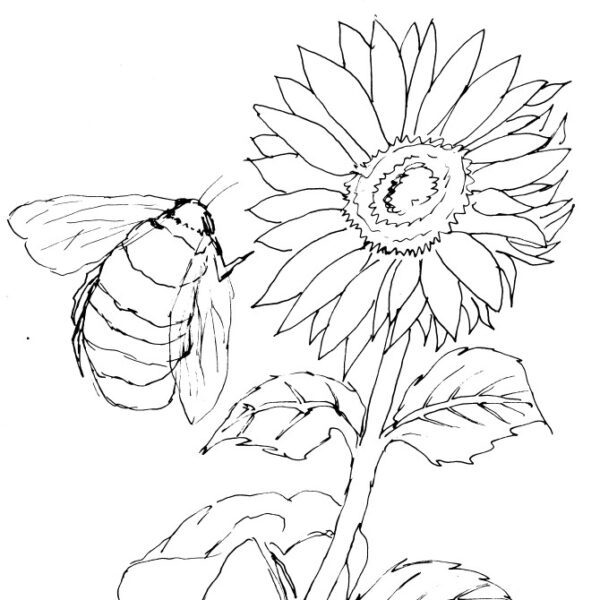 Sunflower and Bee Sketch