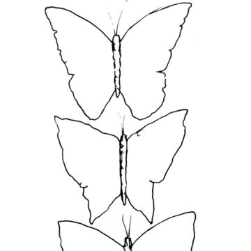 Three Butterflies Sketch