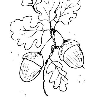 Acorns and Oak Leaves Sketch