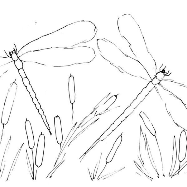 Dragonflies and Bullrushes Sketch