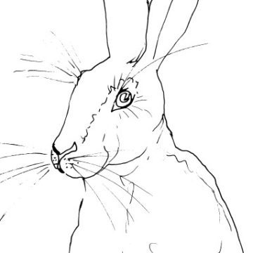 Brown Hare Sketch