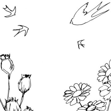 Swallows and Seedheads Sketch
