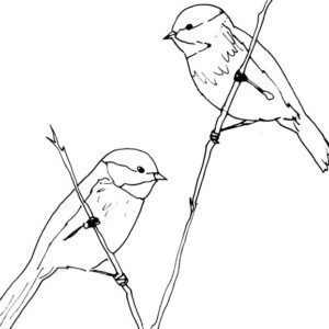 Chickadees on a Branch Sketch