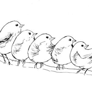 Five Baby Swallows Sketch