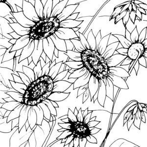 Sunflowers Sketch