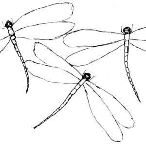 Three Dragonflies Sketch