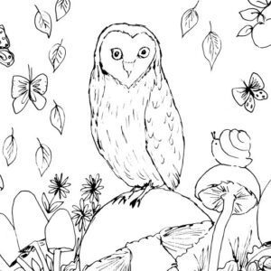 Owl and Mushrooms Sketch