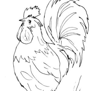Rooster Sketch III