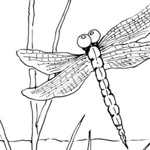 Dragonfly and Reeds Sketch