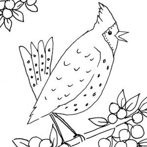 Whimsical Red Cardinal Sketch